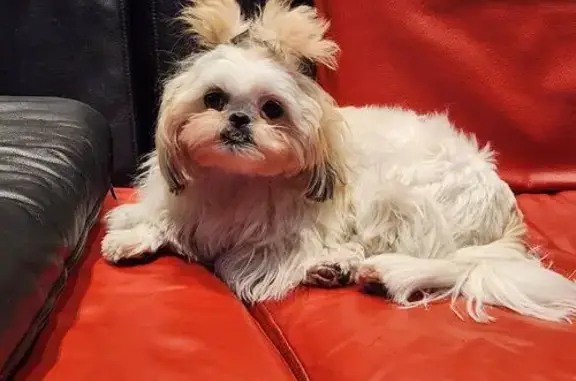 Lost White Shih Tzu on Alyssa Lane