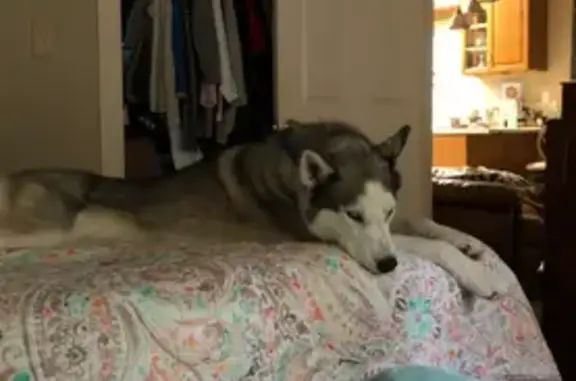 Help Find Ryder: Friendly, Blue-Eyed Husky