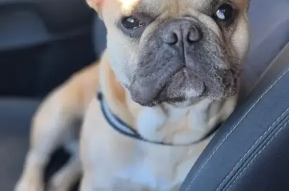 Lost Tan French Bulldog on 2nd St, Help!