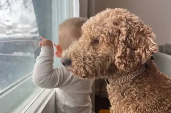 Lost Tan Poodle on West Gentile St, Layton