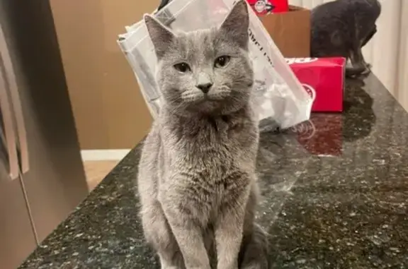 Lost Grey Cat: Friendly, Pink Collar