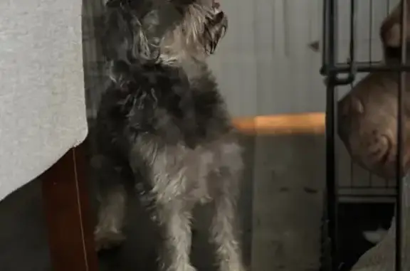 Found: Small Gray Schnoodle in Oswego