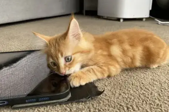 Lost Ginger Kitten Simba in Wy...