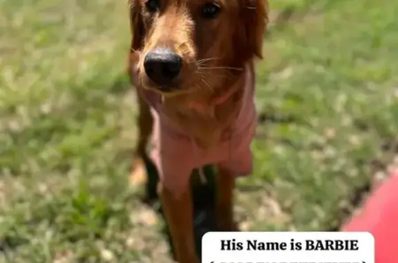 Help Bring Barbie, Our Lost Golden, Home!