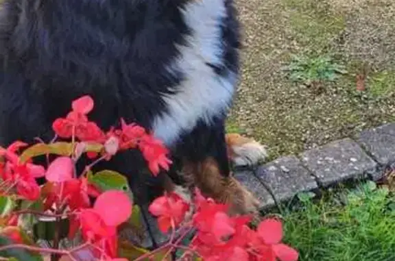 Chien perdu Chabeuil, photo : Bouvier bernois perdu à Chabeuil