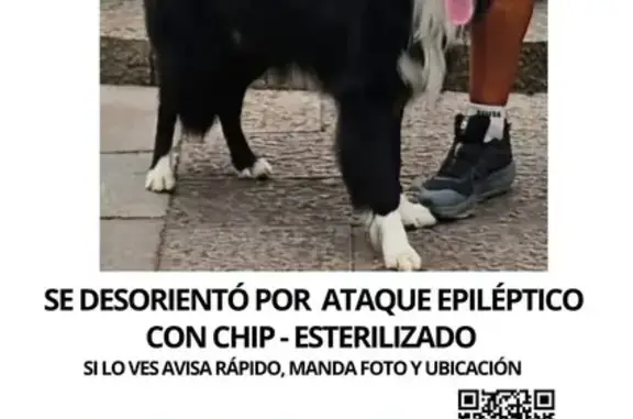 Perro Border Collie perdido en Arcentales