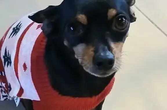 Chien perdu Périgueux, photo : Pinscher noir perdu à Périgueux