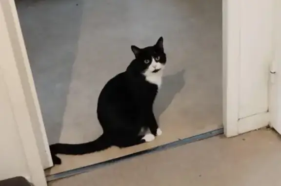 Chat perdu, Reims, photo: Chat disparu : MELIO, noir et blanc, Reims