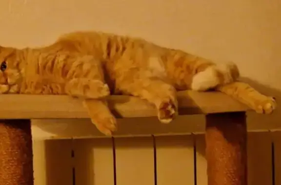 Chat tigré roux disparu à Pleumeleuc - photo
