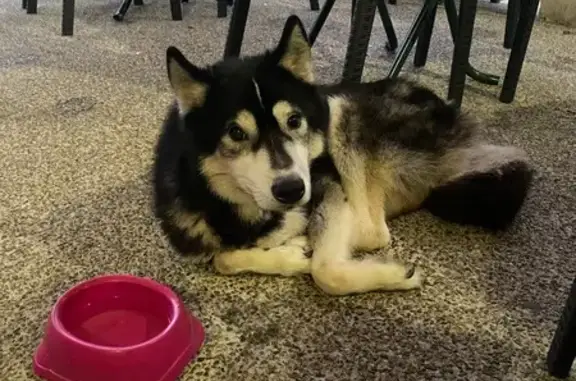 Husky maigre et blessé trouvé à Sorgues - photo