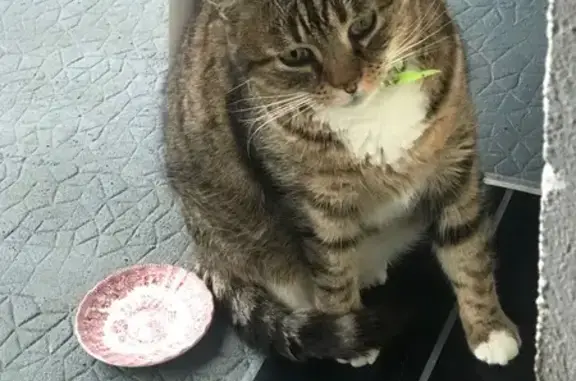 Chatte tigrée trouvée à Montamisé - photo