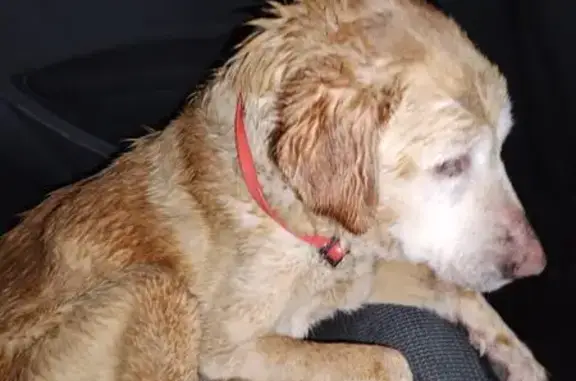 Chienne trouvée affamée à St-Domineuc - photo