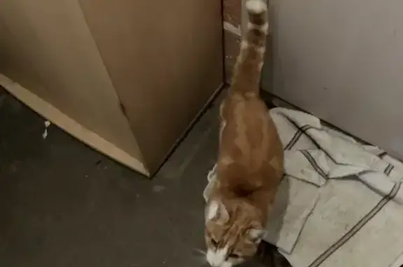 Chat roux câlin trouvé à Quelaines - photo