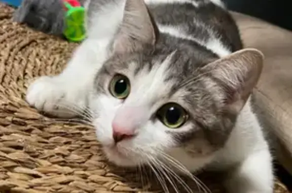 Animaux perdus , photo: Chat gris-blanc perdu à Mirabeau