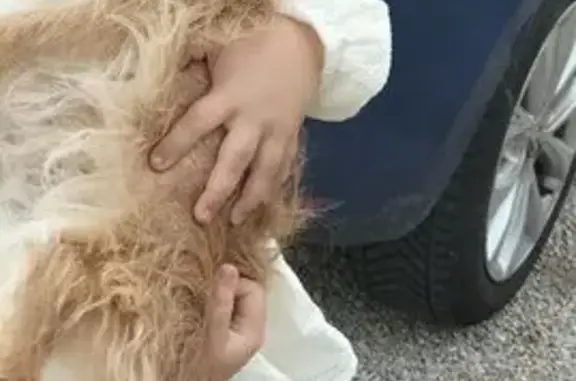 Chien croisé disparu à Germainville - photo