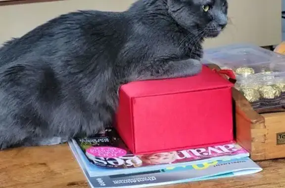 Animaux perdus Montélimar, photo: Chat gris perdu, Place des Carmes