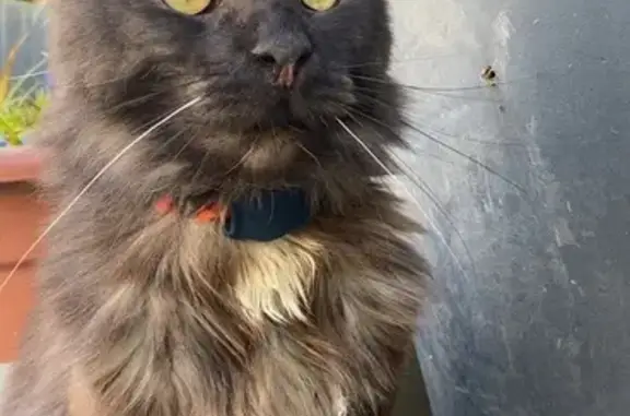 Maine Coon 2 ans disparu à L'Isle-Adam - photo
