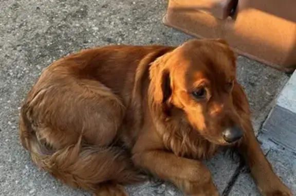 Found: Young Male Golden Retri...