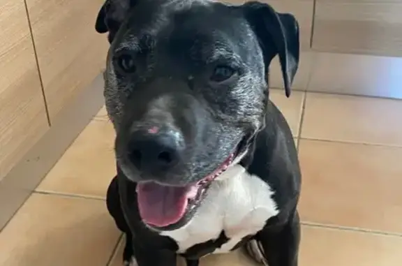 Chien perdu Saussan, photo : Chien perdu à Saussan, collier bleu clair