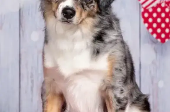 Lost Mini Aussie: Fynn, Blue Eyes, Brindle