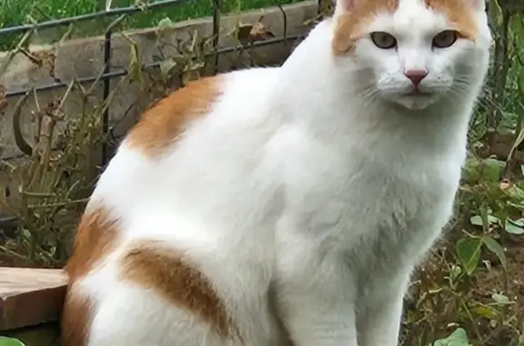 Chat perdu : TIRON, mâle blanc et roux - photo