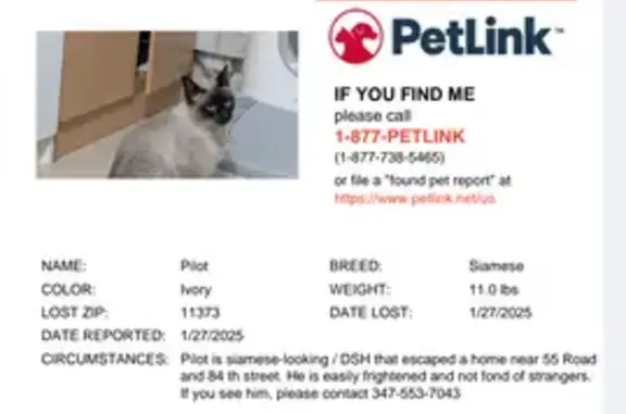 Lost Siamese Cat on 84th Street: Help!