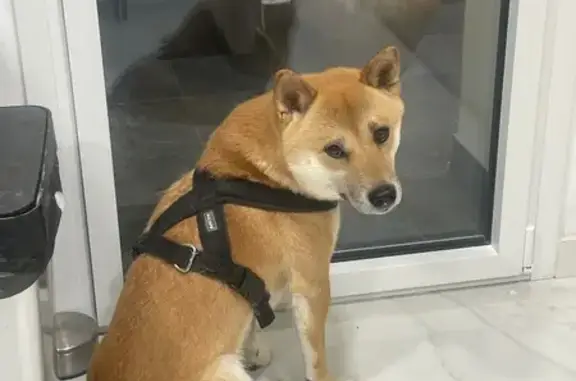 Chien Shiba Inu perdu à Challans - photo