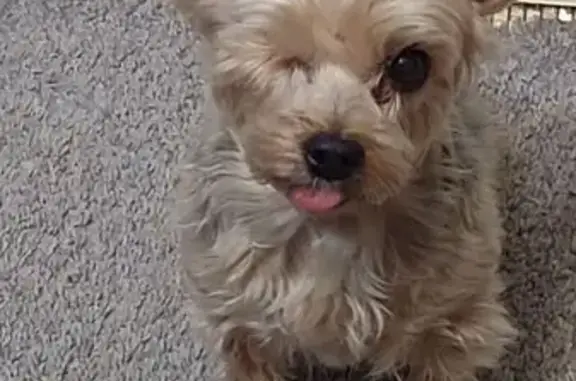 Lost: 12yr Old One-Eyed Yorkie in Pueblo