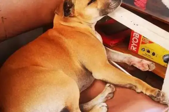 Lost Staffy Juno: Reward for S...