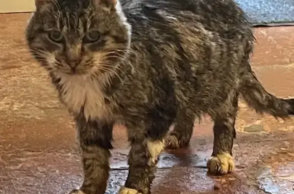 Chat trouvé Nouvelle-Aquitaine, photo: Chat trouvé à Saint-Jean-d'Angély