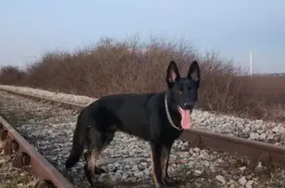 Chien perdu Ormes, photo : Jeune berger allemand noir disparu