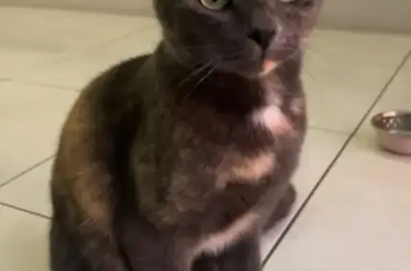 Chat gris tacheté disparu à Haguenau - photo
