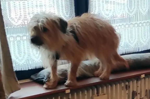 Petit chien craintif perdu à Saulx - photo