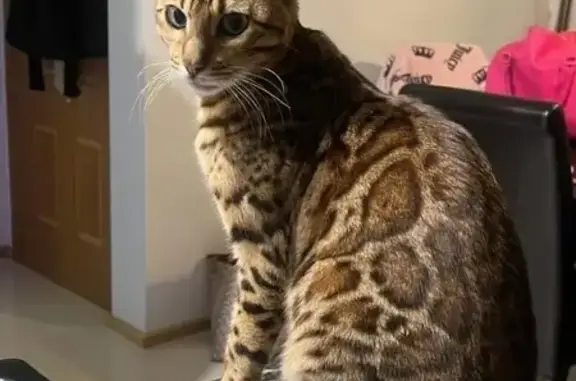 Missing Bengal Cat Needs Urgent Care