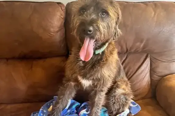 Lost Dog: Brown Wiry Fur in Plymouth, MN