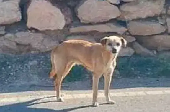 ¡Ayuda a encontrar a Arya, perrita perdida!