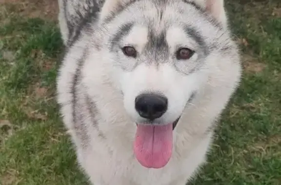 Chien perdu Méricourt, photo : Husky disparue à Méricourt, très craintive