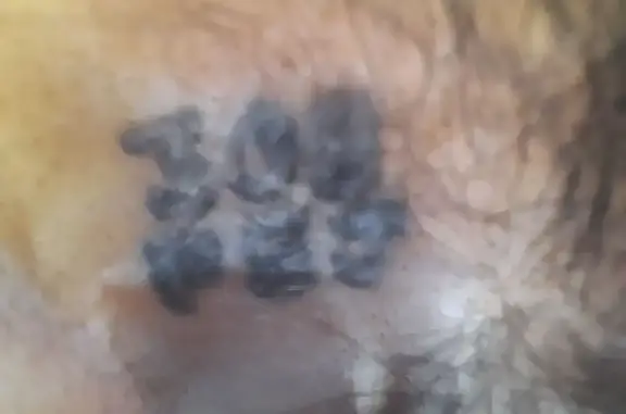 Chat trouvé , photo: Chatte noire trouvée, tatouée, D12 Cassagnoles
