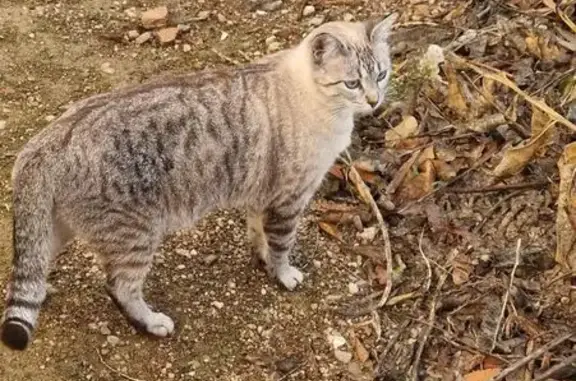 Buscamos a Gata Gris con Cabeza Blanca