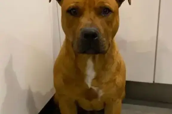 Chien perdu Lessay, photo : Staffy marron perdu à Lessay