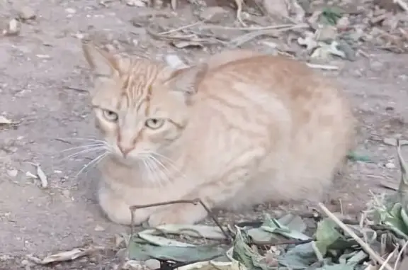 ¡Ayúdanos a encontrar a nuestro gato perdido!