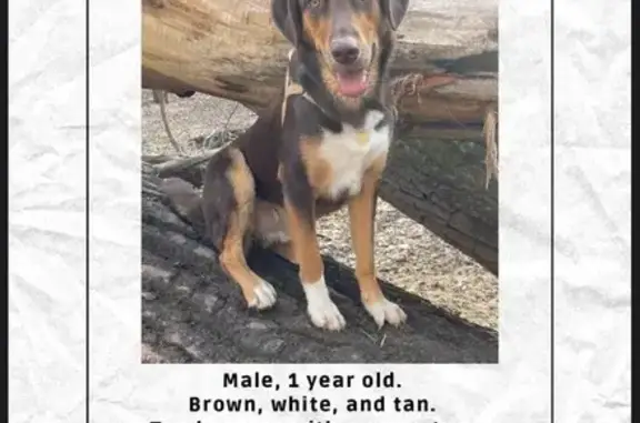 Lost Shepherd Mix: Borchert Lane, Eagan