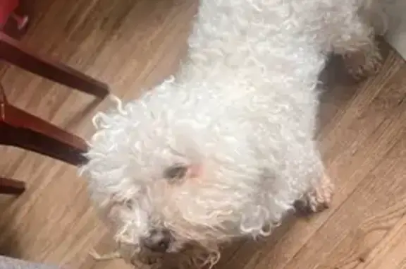 Lost White Poodle Mix in St. Paul, MN