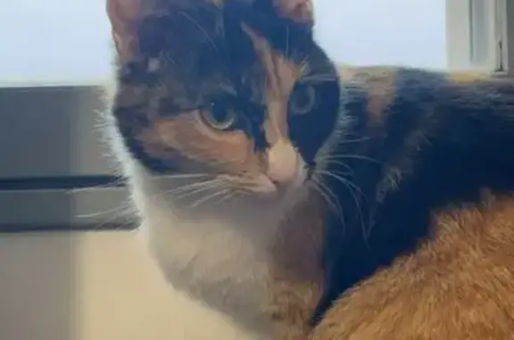 Animaux perdus Les Herbiers, photo: Chatte tricolore perdue aux Herbiers