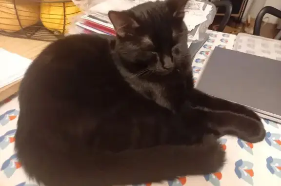 Chatte noire disparue à Charleville-Mézières - photo