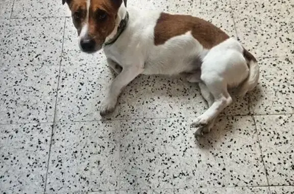 Chien trouvé à Jaulzy, Jack Russel mâle - photo