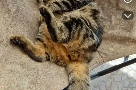 Chatte tigrée disparue à Vétrigne - photo