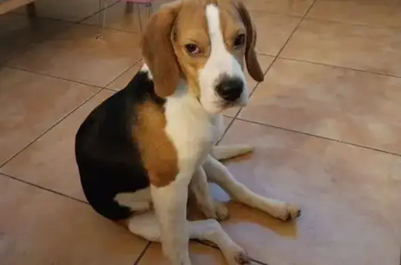 Chien perdu Brou, photo : Beagle 8 mois perdu à Brou : appelez-nous !
