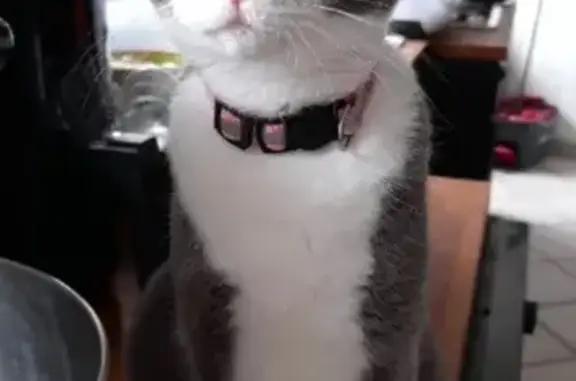Chatte grise-blanche perdue à Cherbourg - photo