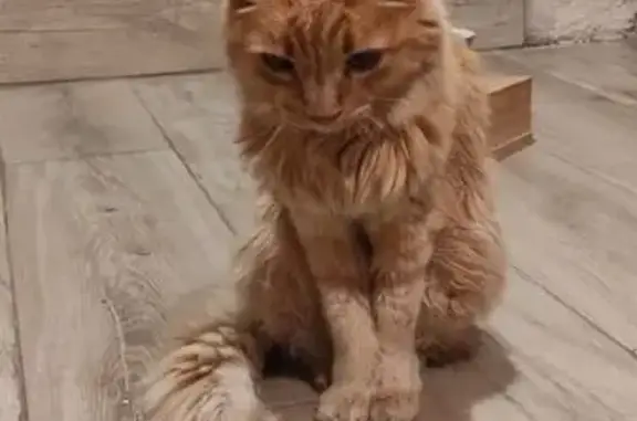 Chat trouvé Étriché, photo: Chat âgé trouvé avec bosse, Étriché
